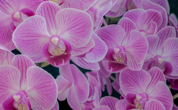 蝴蝶蘭復花 蝴蝶蘭復花