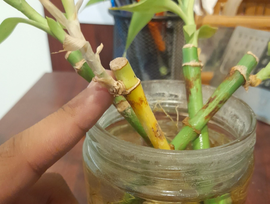 富貴竹變黃如何處理 富貴竹變黃如何處理