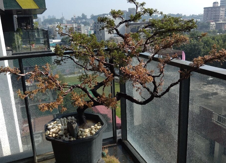 針柏樹枯黃怎麼辦？快速診斷與完整救活指南