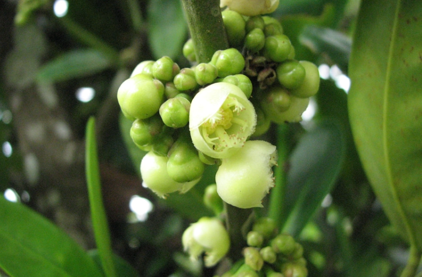 福木開花 福木開花