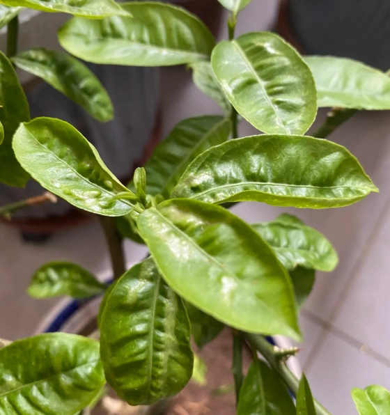 植物葉子皺皺的