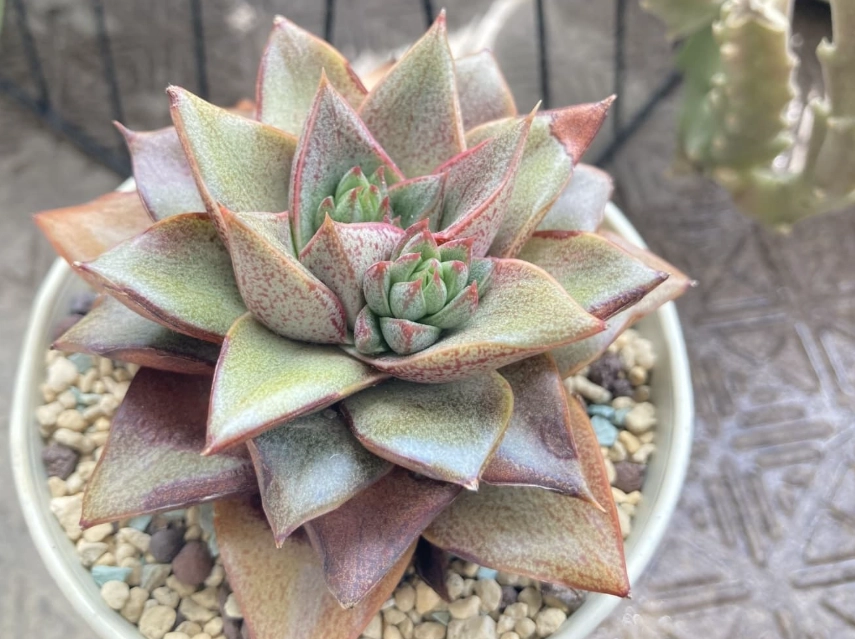 多肉植物栽培方法