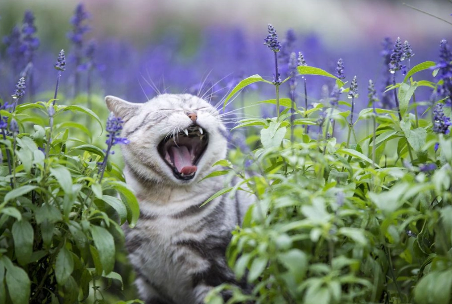 貓咪可以聞薰衣草嗎