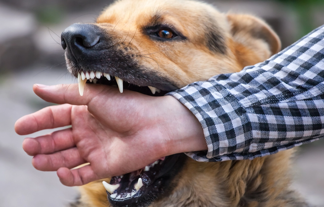 夢到被狗咬著不放