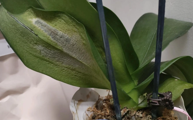 葉子變軟下垂怎麼辦？完整診斷與解決指南