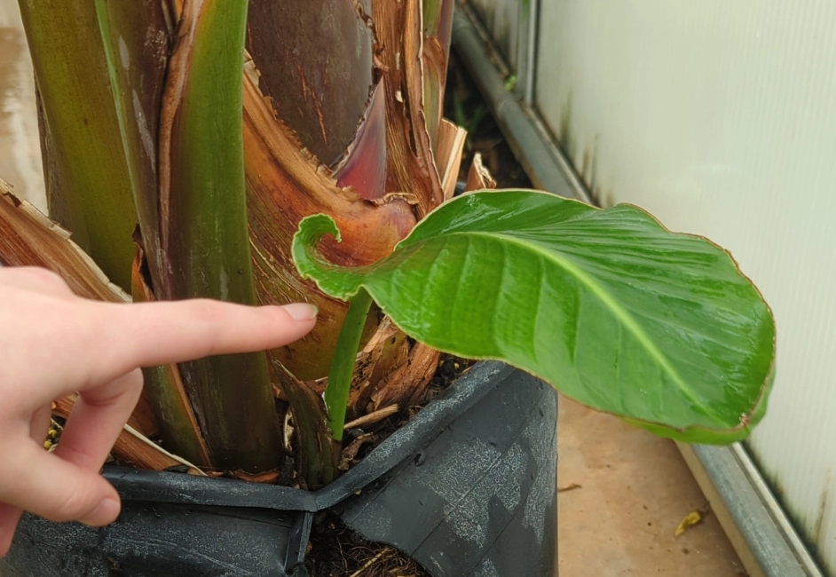 天堂鸟怎么繁殖
