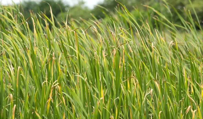 禾本科植物有哪些 禾本科植物有哪些
