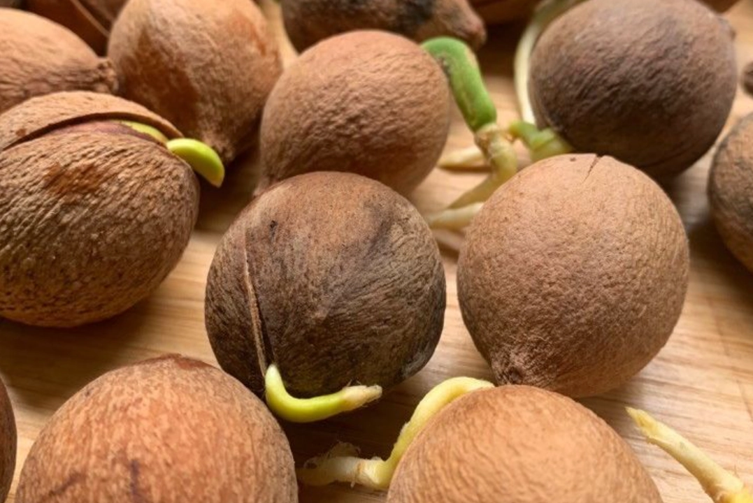 福木種子 福木種子