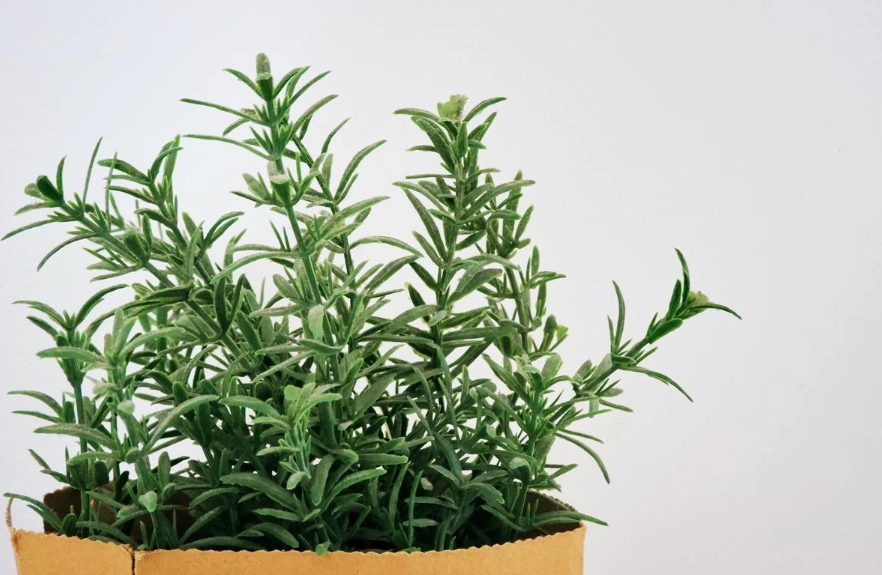 室內植物不長蟲