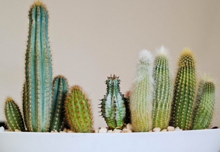 仙人掌介質調配 仙人掌介質調配