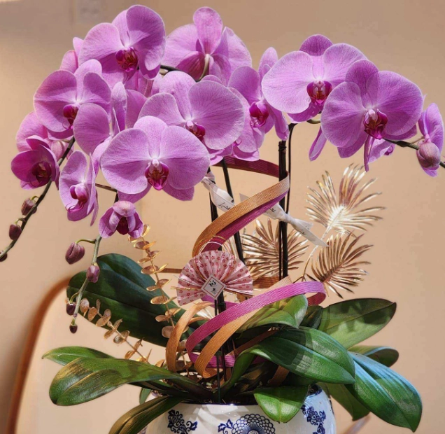 蝴蝶蘭品種圖鑑