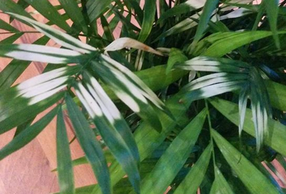 袖珍椰子葉子變白怎麼辦？5大原因與專家救援指南