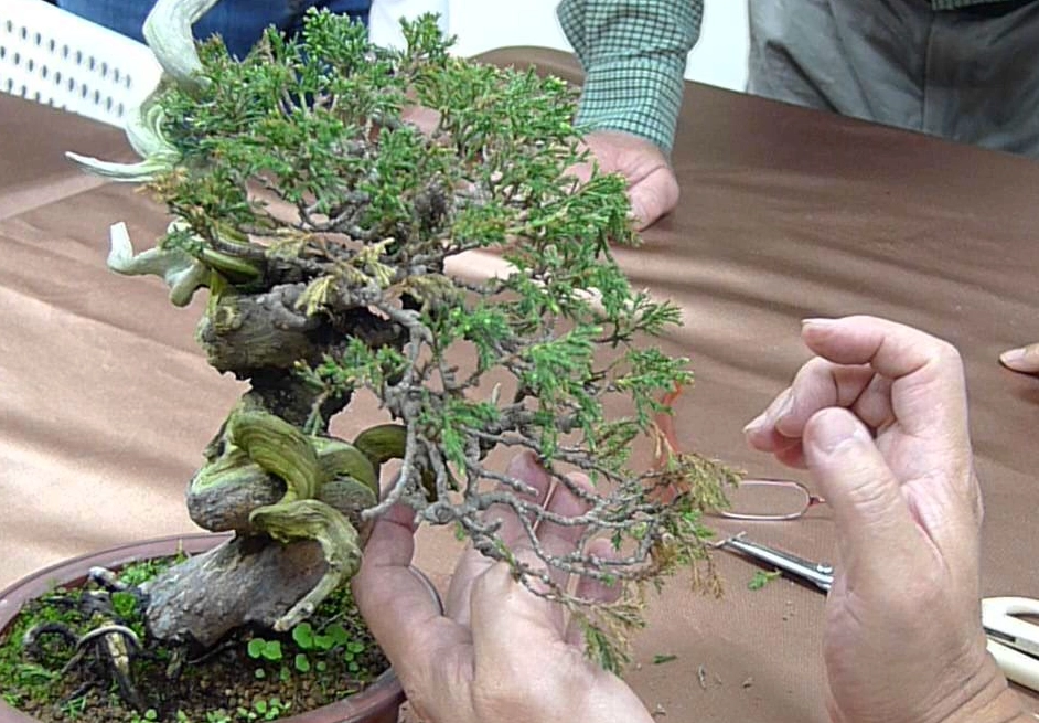 真柏修剪 真柏修剪