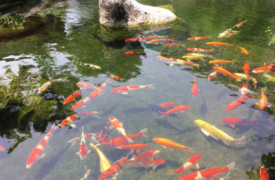 夢見魚池很多魚