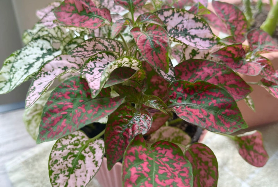 每天澆水的植物