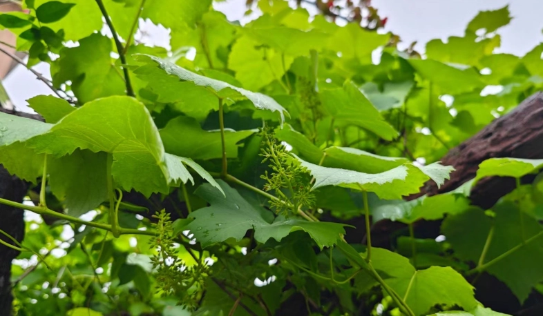 葡萄的葉子 葡萄的葉子