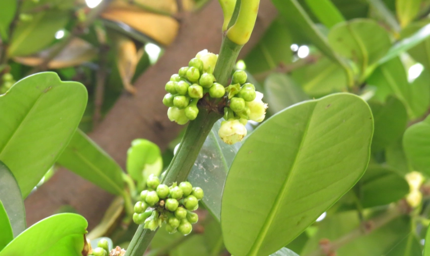福樹開花 福樹開花