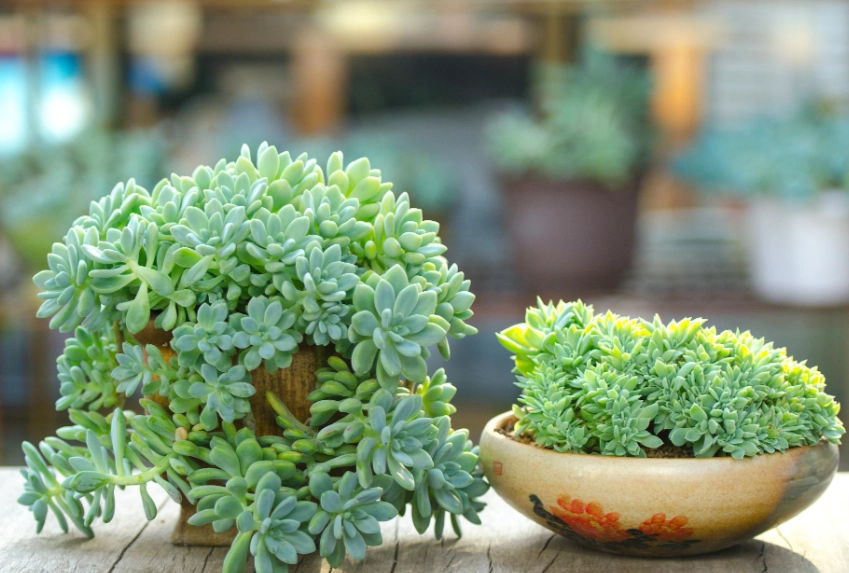 多肉植物怎麼照顧
