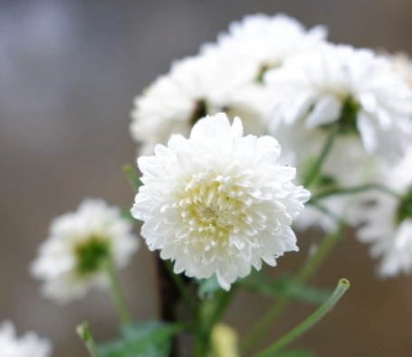 杭菊可以吃嗎 杭菊可以吃嗎