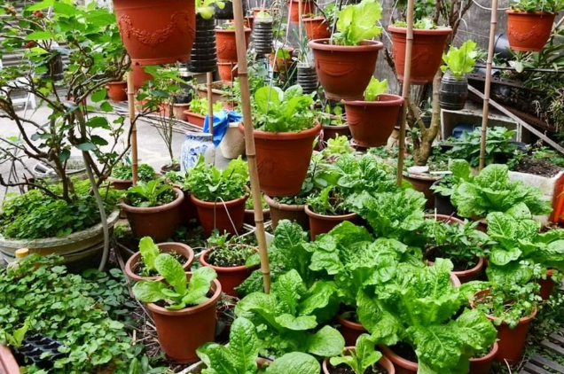 自己種菜自己吃