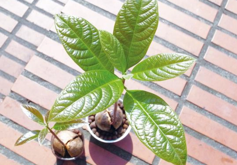 酪梨盆栽修剪 酪梨盆栽修剪