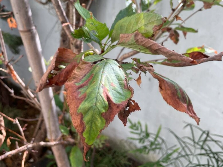 樹葉枯萎如何救