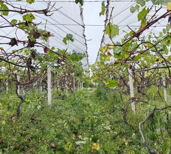 葡萄种植修剪