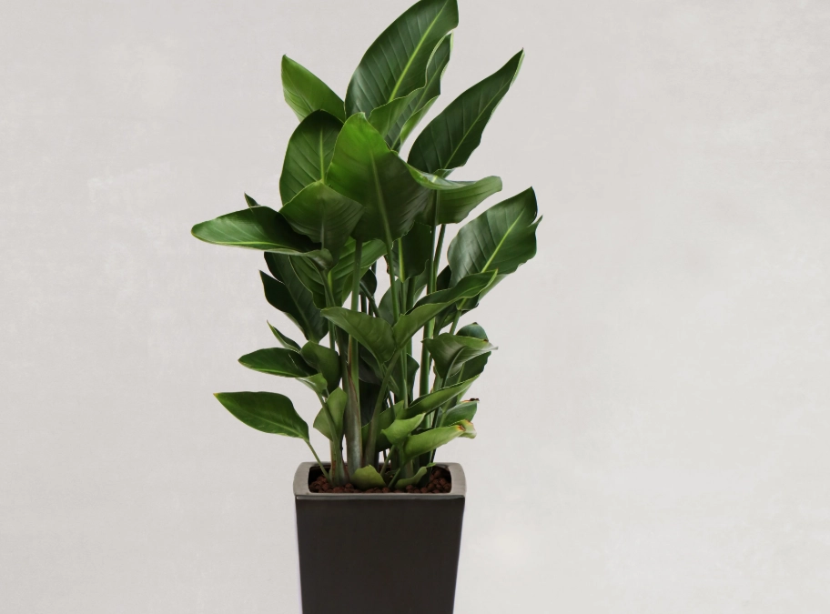 天堂鳥植物室內