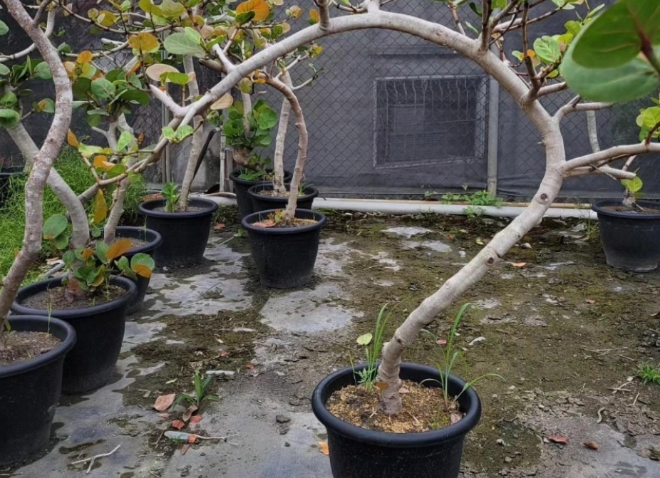 海葡萄樹土壤 海葡萄樹土壤