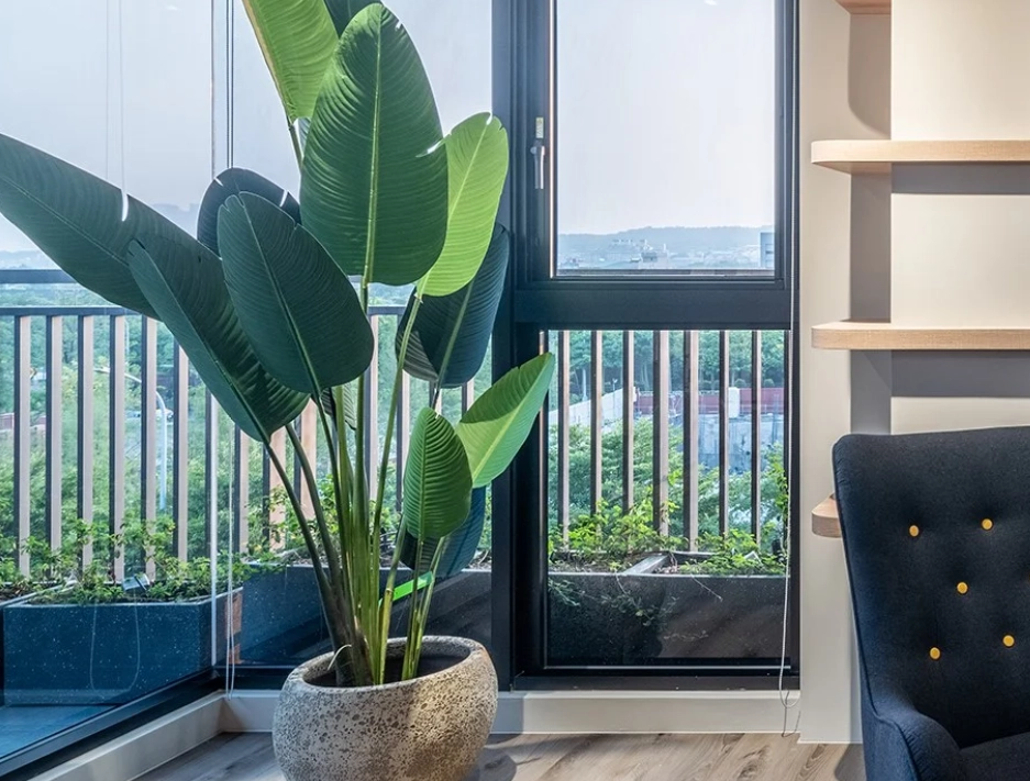 天堂鳥多久澆水