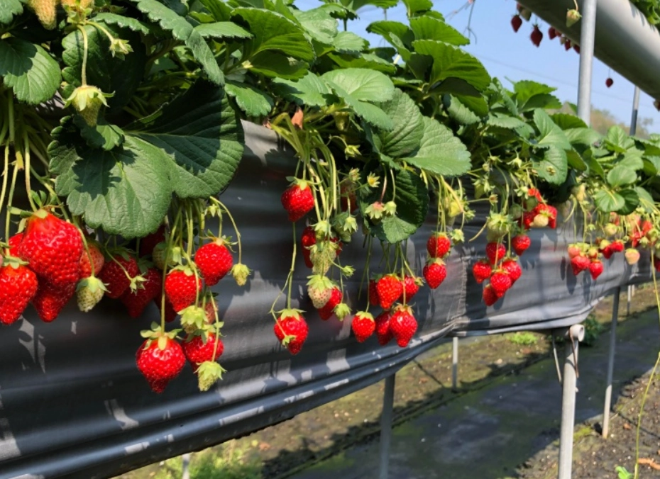 苗栗採草莓一日遊 苗栗採草莓一日遊