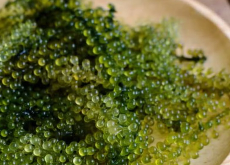 海葡萄營養 海葡萄營養