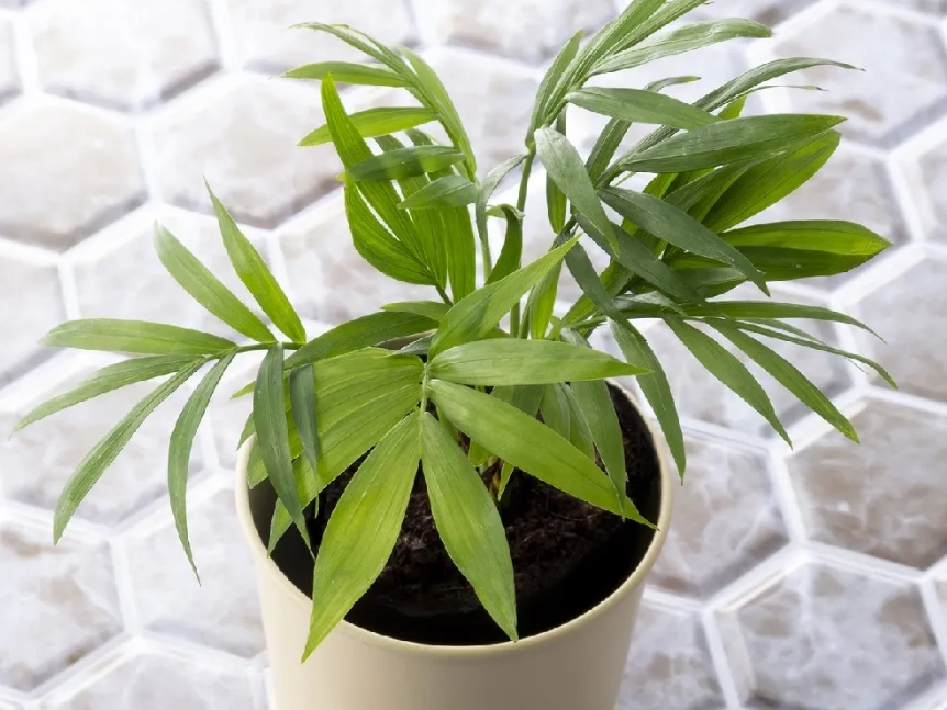 袖珍椰子高度全解析：從控制到救濟，養出完美室內綠意