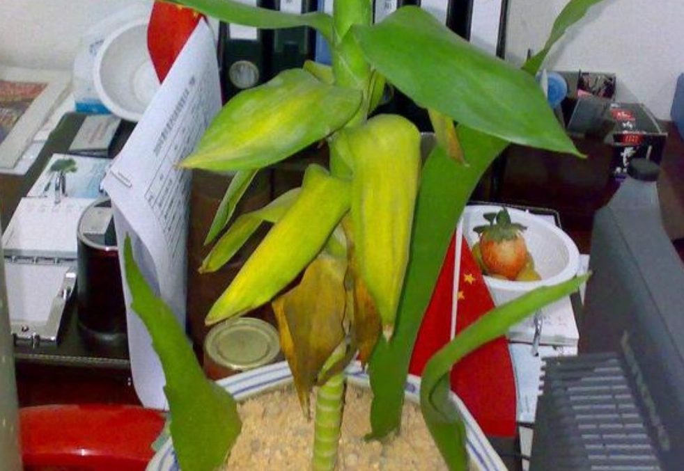 觀音竹變黃 觀音竹變黃