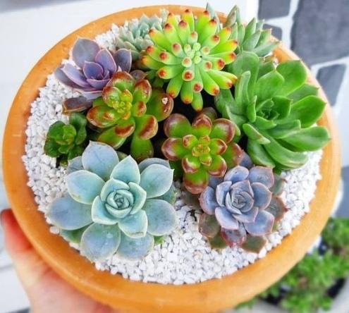 多肉盆栽設計