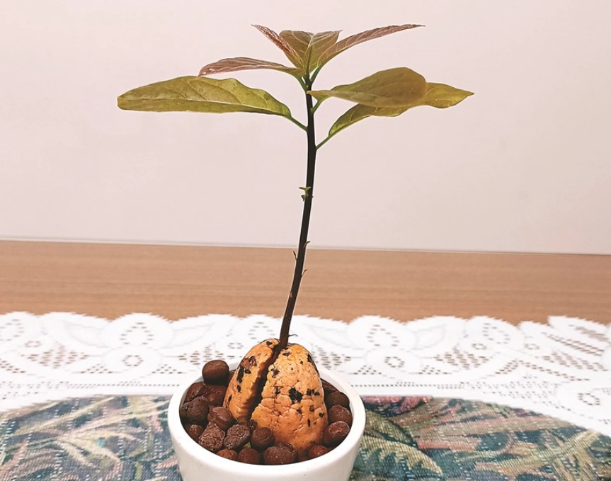 酪梨盆栽照顧 酪梨盆栽照顧