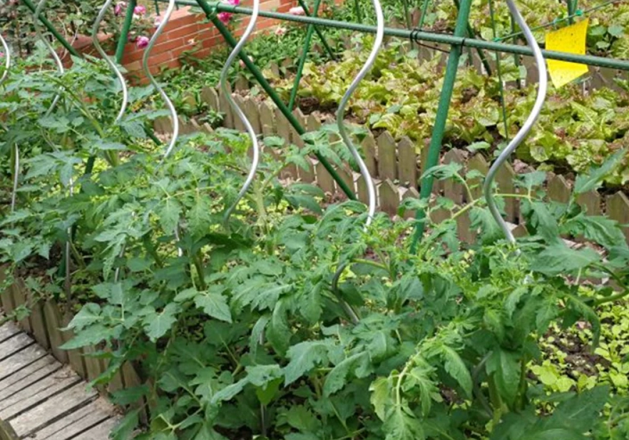 番茄爬藤終極技巧：從亂長到豐收的陽台種植秘訣