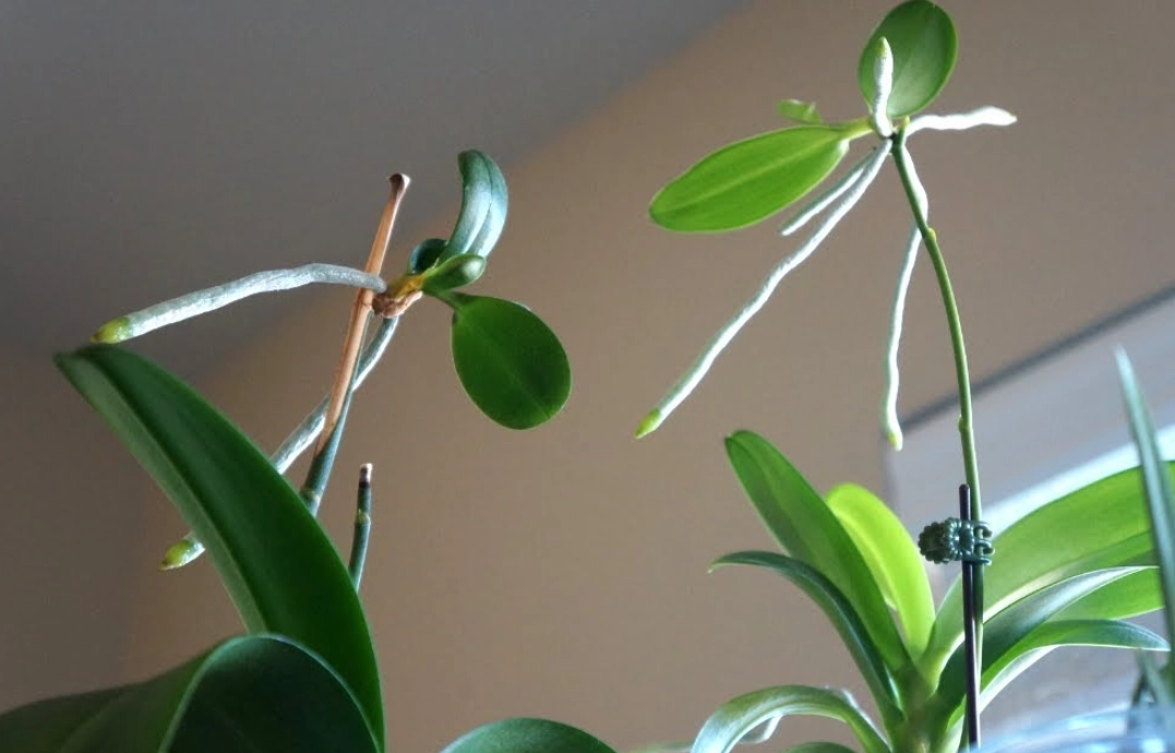 蝴蝶蘭高芽