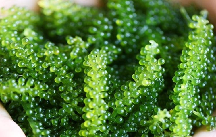 海葡萄種植方法 海葡萄種植方法