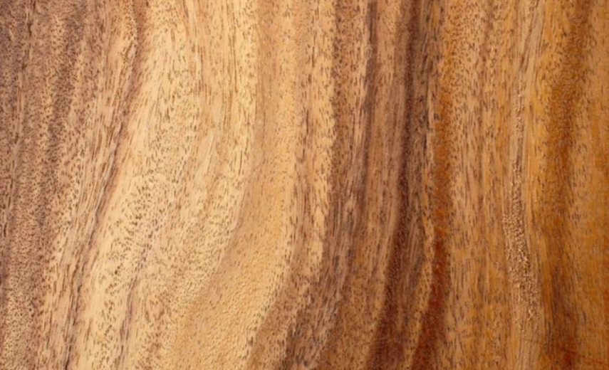 樟木對貓有害嗎