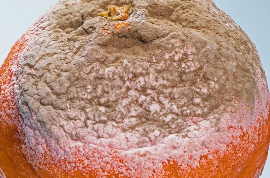 粉紅色黴菌食物