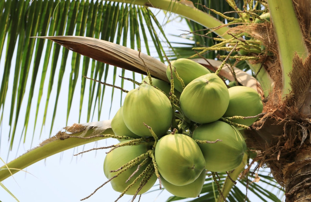 椰树是平行脉还是网状脉