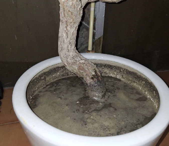 盆栽積水
