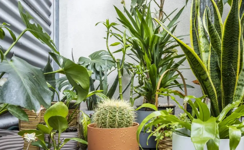 不用陽光的室內植物