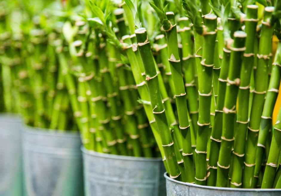 竹子種類