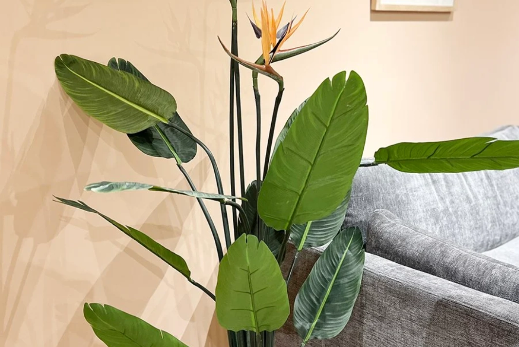 天堂鳥好照顧嗎