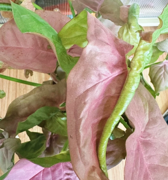 葉子捲起來怎麼辦