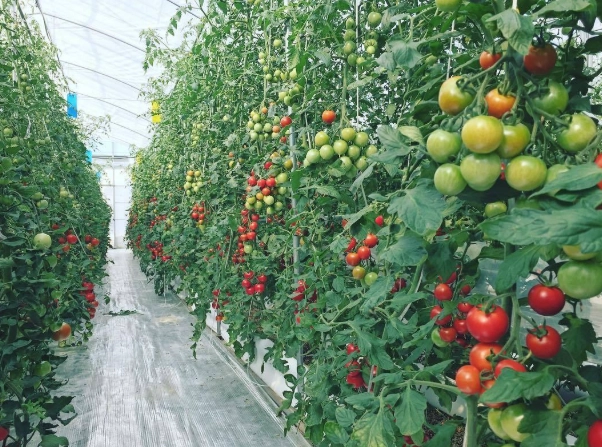 小番茄種植距離