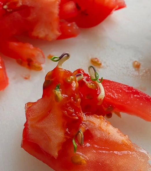 番茄發芽可以吃嗎