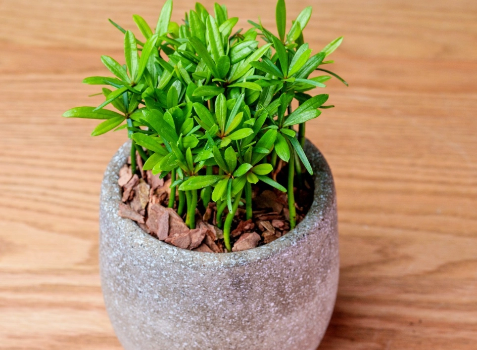 小葉羅漢松照顧